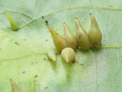 Caryomyia caryaecola