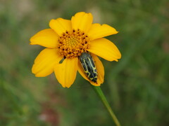 Acmaeodera scalaris