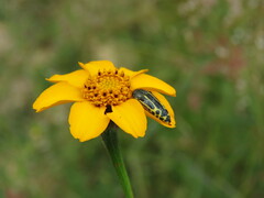 Acmaeodera scalaris
