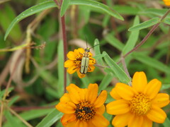 Chauliognathus hieroglyphicus