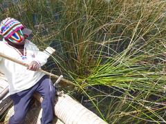 Schoenoplectus californicus