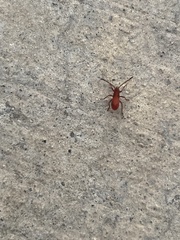 Heteroptera