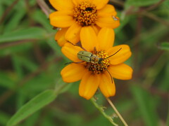 Chauliognathus hieroglyphicus