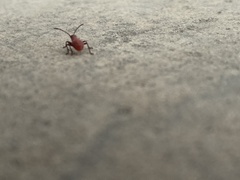 Heteroptera