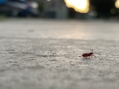 Heteroptera