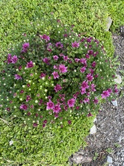 Chrysanthemum morifolium