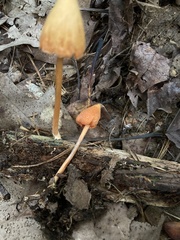 Entoloma quadratum