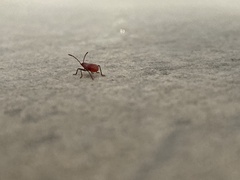 Heteroptera