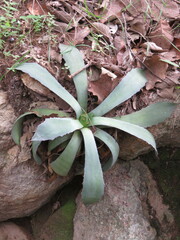 Agave guadalajarana
