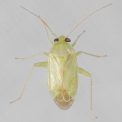 Taylorilygus apicalis