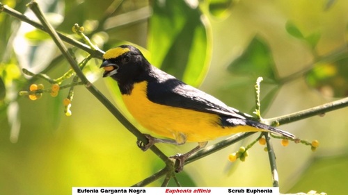 Scrub Euphonia