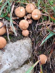 Pholiota squarrosa