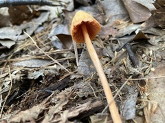 Entoloma quadratum
