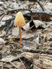 Entoloma quadratum