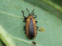 Odontota dorsalis