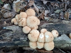 Pholiota squarrosa