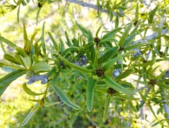 Cordia decandra