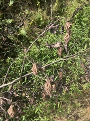 Desmanthus illinoensis