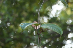 Dioscorea oppositifolia