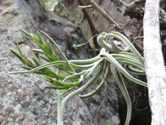 Tillandsia caput-medusae