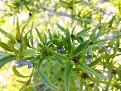 Cordia decandra