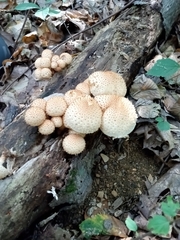Pholiota squarrosa