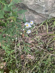 Boltonia asteroides