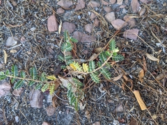 Tribulus terrestris