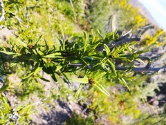 Cordia decandra