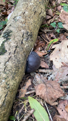 Daldinia concentrica