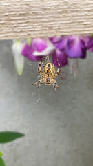 Araneus diadematus