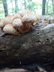 Pholiota squarrosa