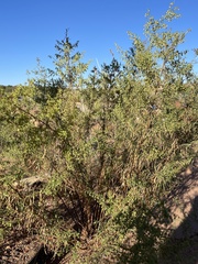 Artemisia dracunculus