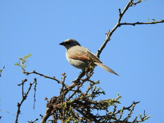 Agelaioides badius