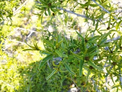 Cordia decandra