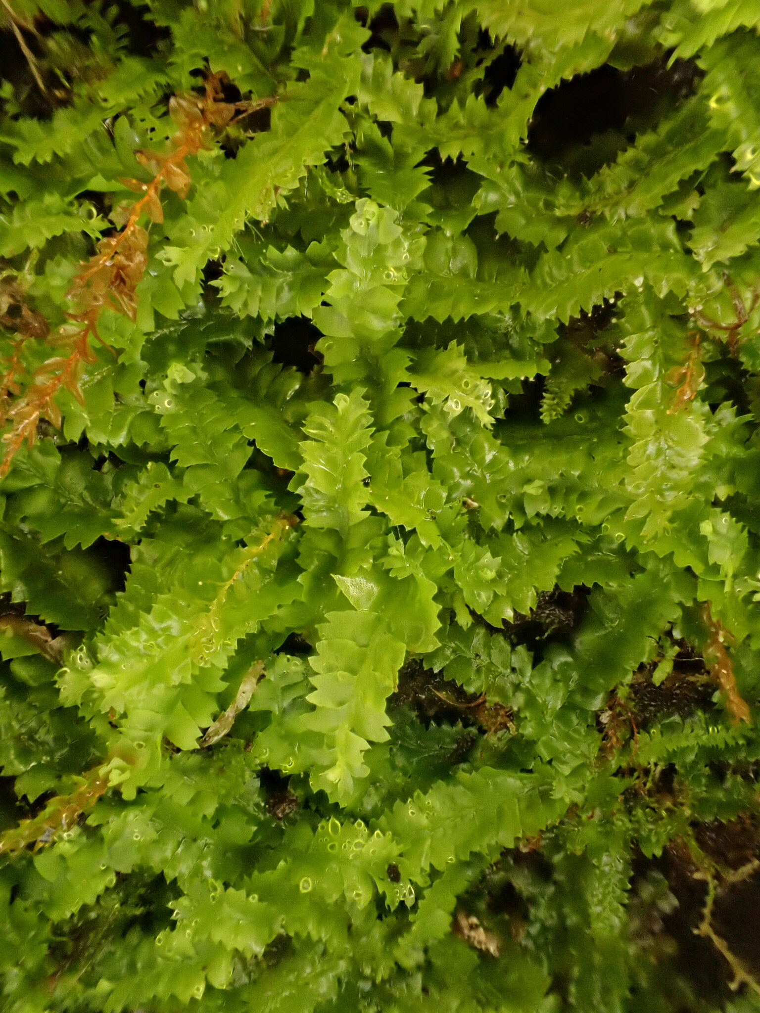 Geocalyx graveolens