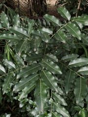 Zanthoxylum