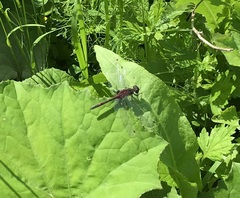 Leucorrhinia rubicunda