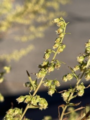 Artemisia dracunculus