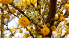 Brachygastra lecheguana