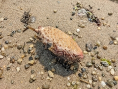 Chilomycterus schoepfii