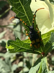 Dendrobias mandibularis