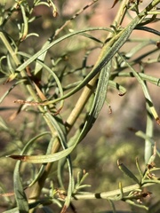 Artemisia dracunculus