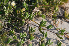 Delosperma litorale