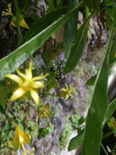 Image of Musschia aurea by (c) Vítor Jorge, some rights reserved (CC BY)