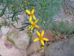 Coreopsis petrophila