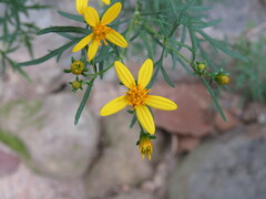 Coreopsis petrophila