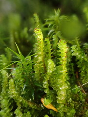 Anastrepta orcadensis