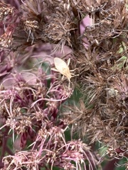 Harmostes fraterculus