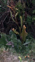 Rumex hydrolapathum